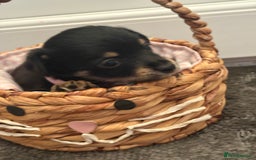 Mixed Breed dogs for sale: Yorkshire terrier x jack Russel  - Image 5