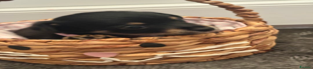 Mixed Breed Puppy 2
