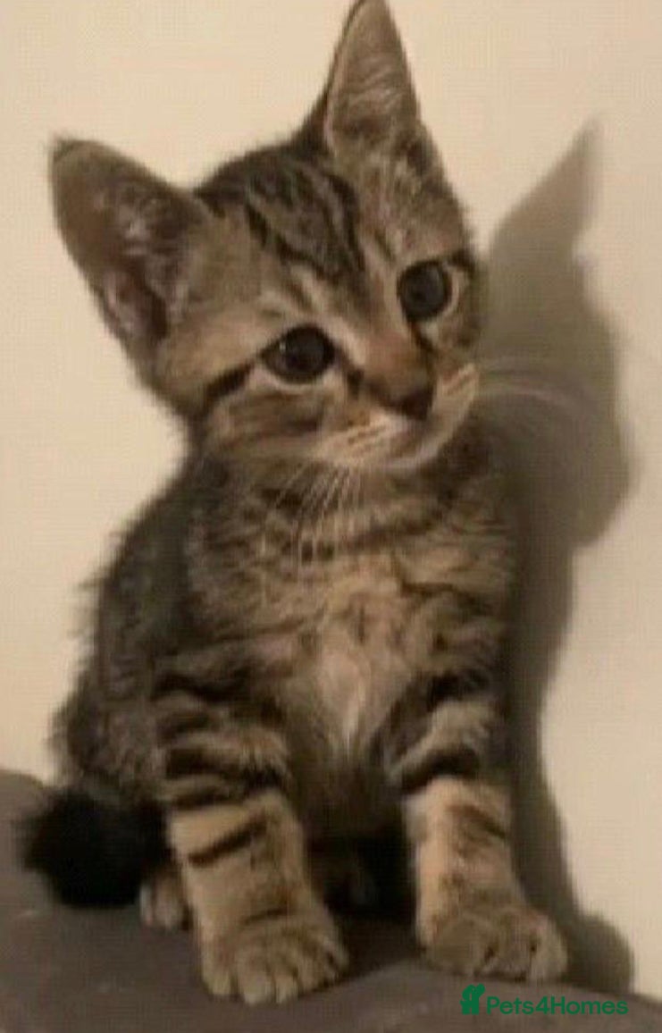 Mixed Breed cats Little kittens - Advert 2