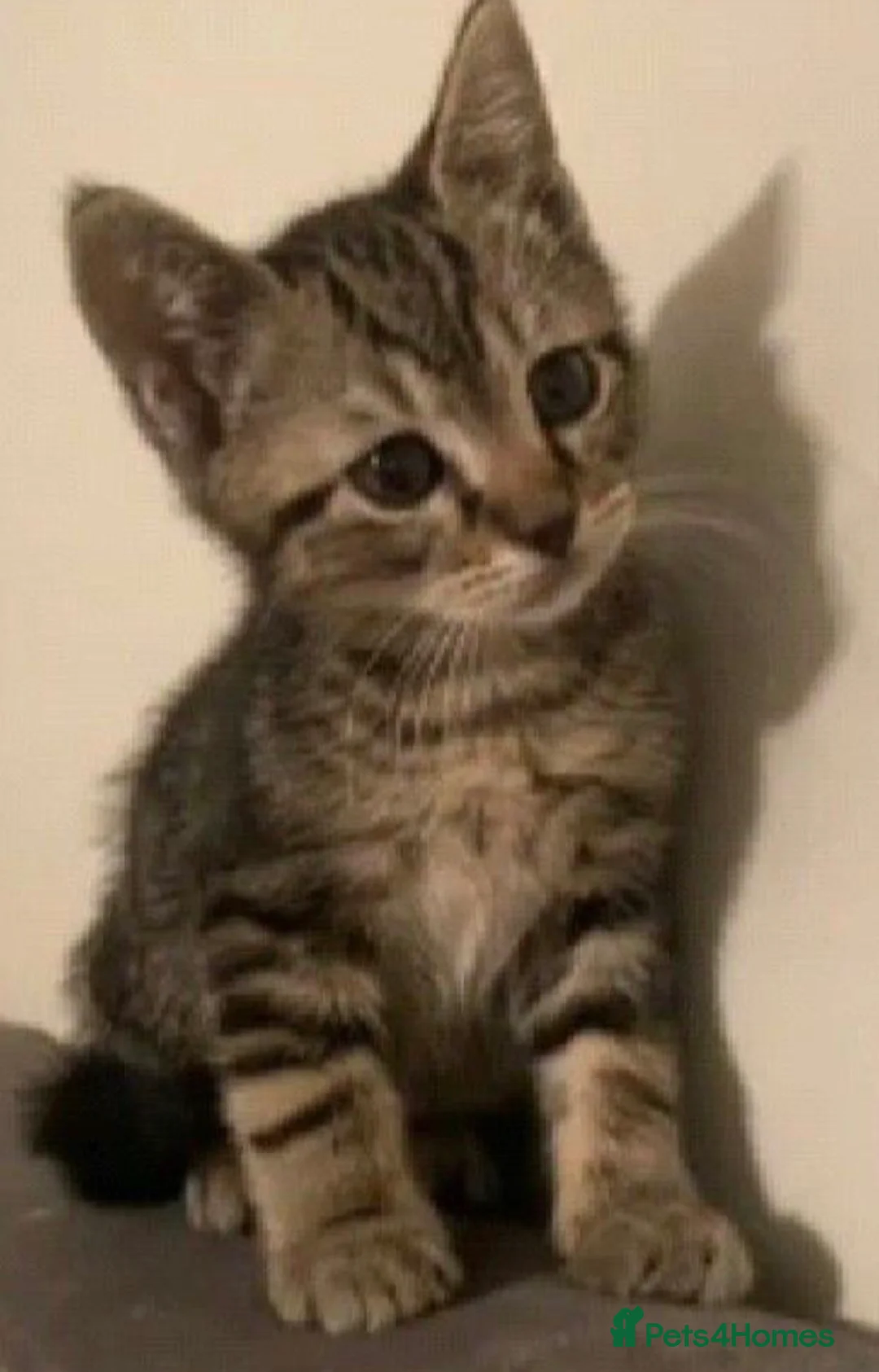 Mixed Breed cats for sale: Little kittens - Advert 1
