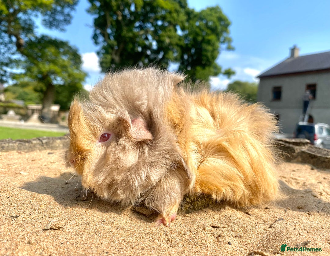 Guinea Pig rodents for sale: Long haired Guinea Pigs For Sale - Image 5
