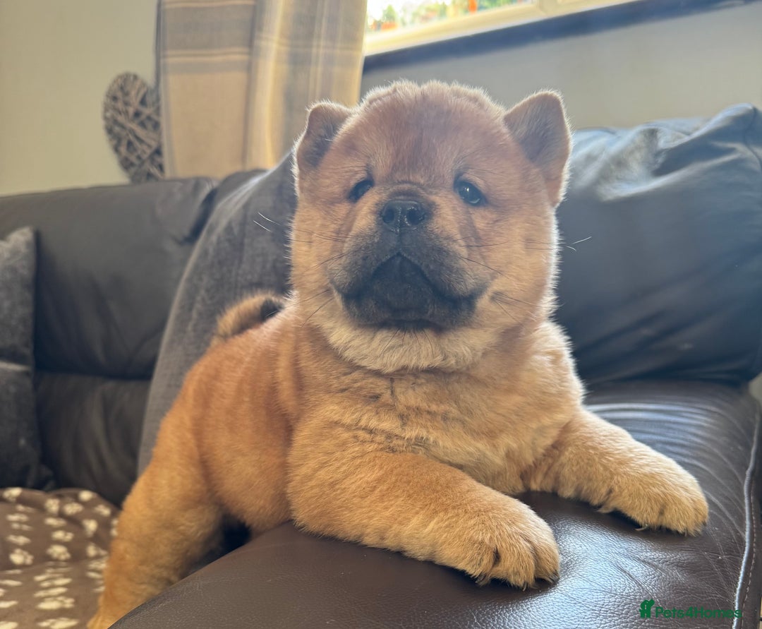 Chow Chow dogs for sale: Meet Buddy - stunning smooth - Advert 5