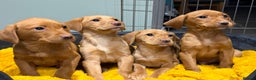 Labrador Retriever dogs for sale: Stunning litter of Fox Red & Yellow Labrador pups - Advert 2