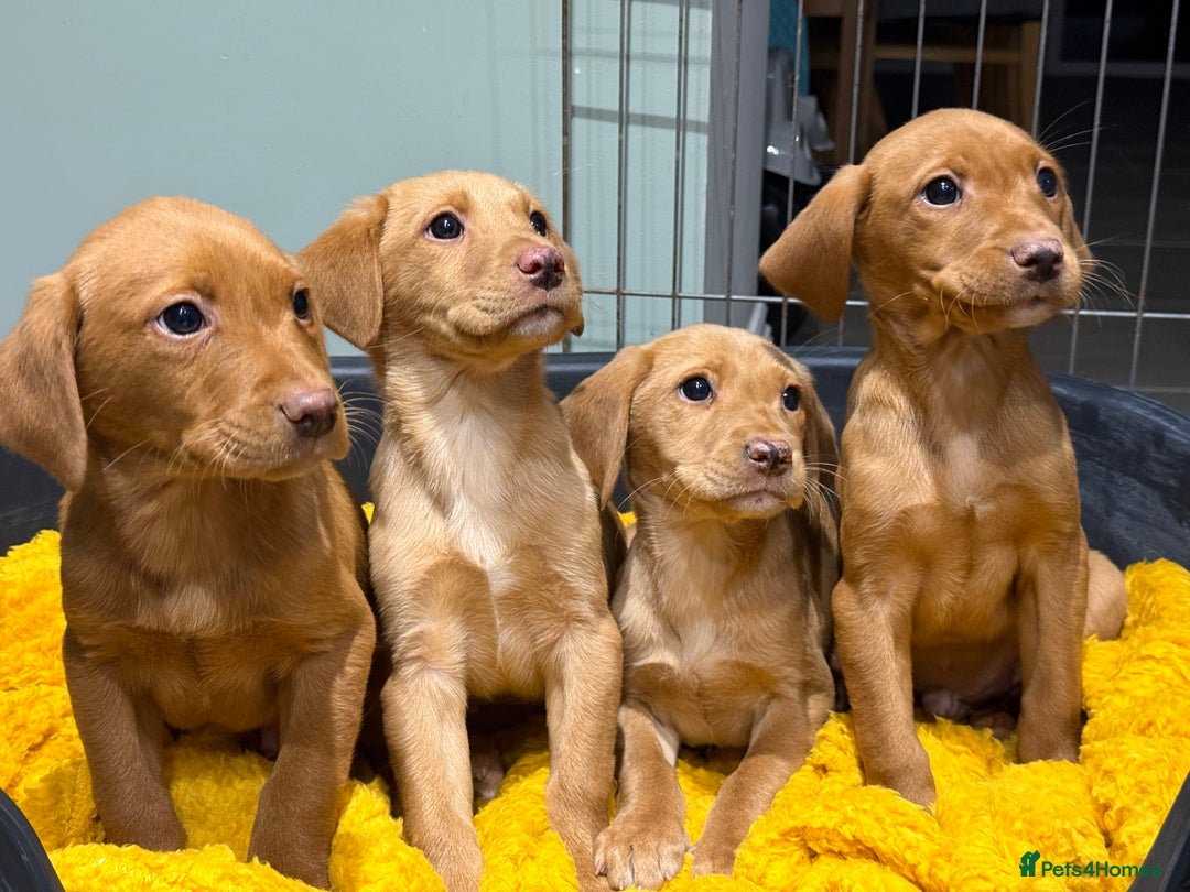 Labrador Retriever dogs for sale: Stunning litter of Fox Red & Yellow Labrador pups - Advert 2