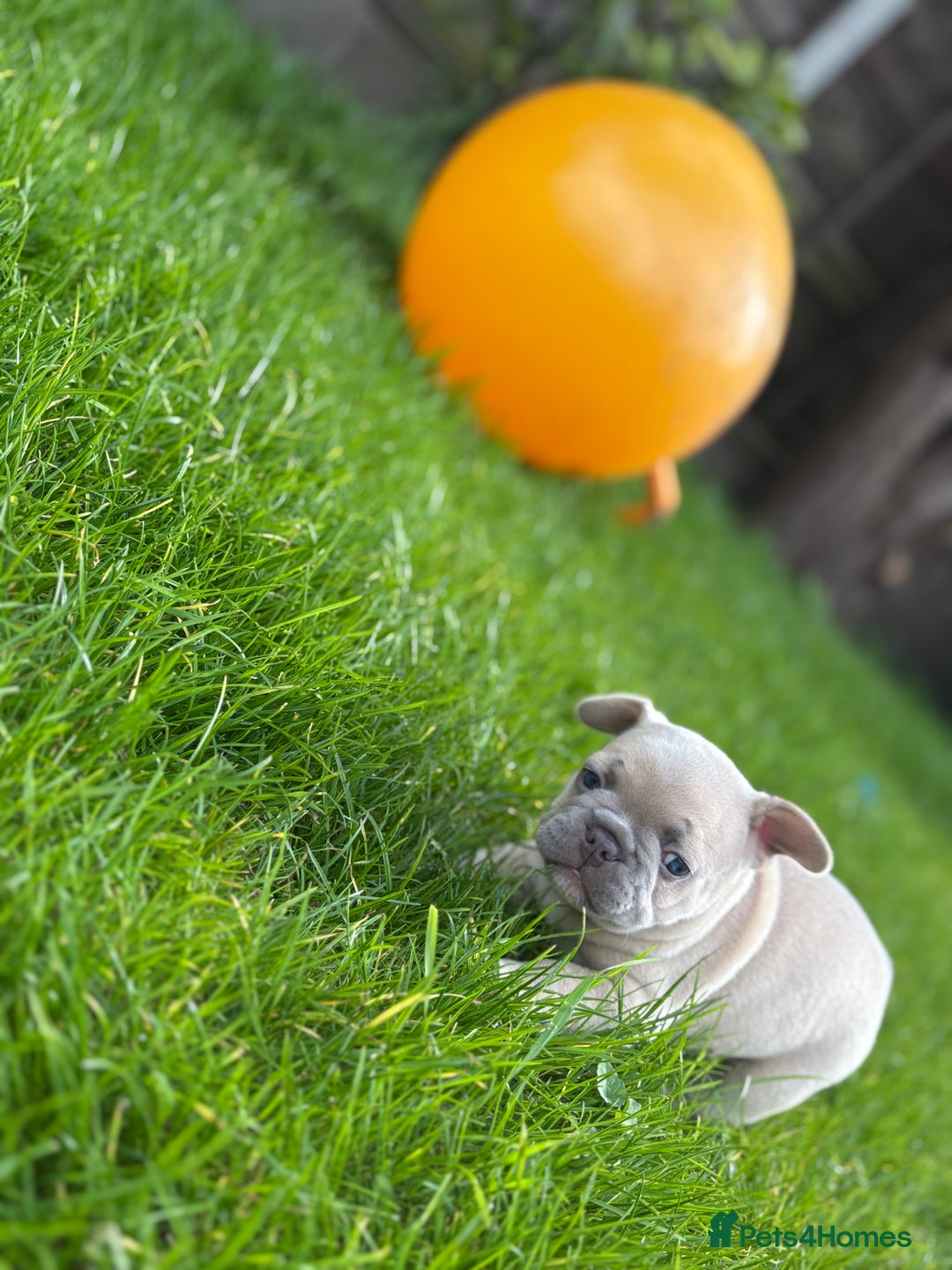 French Bulldog dogs for sale: Gorgeous French Bulldog Puppies For Sale  - Image 6