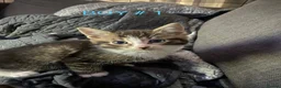 Mixed Breed cats for sale: Lovely little kittens in Boston - Advert 31