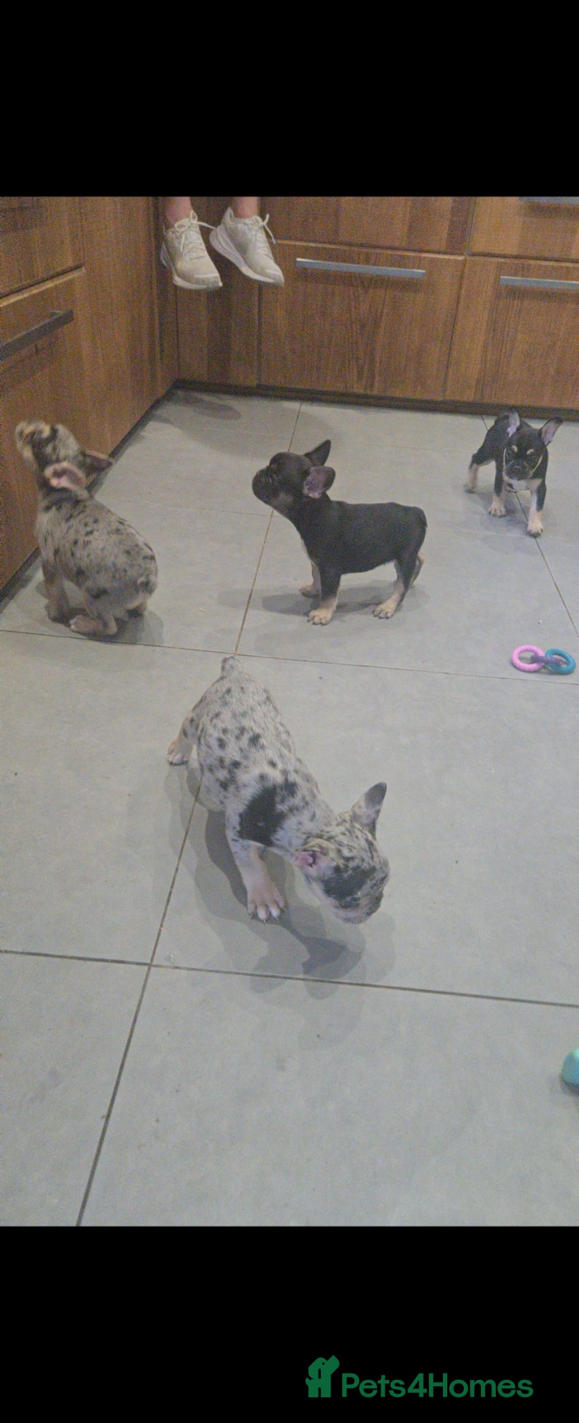 French Bulldog dogs for sale: French bulldog puppies  - Advert 15