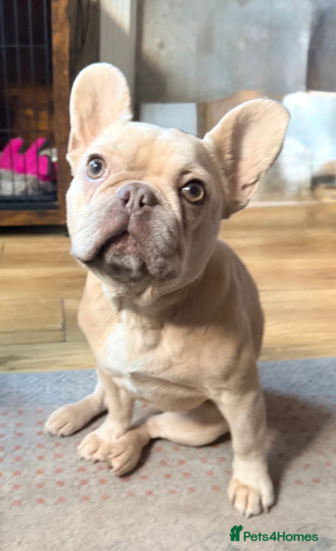 French Bulldog dogs for sale: Lovely French bulldog girl  - Advert 2