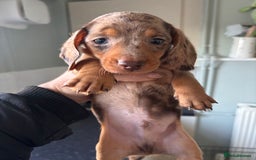 Miniature Dachshund dogs for sale: Miniature dachshund puppies - Advert 10