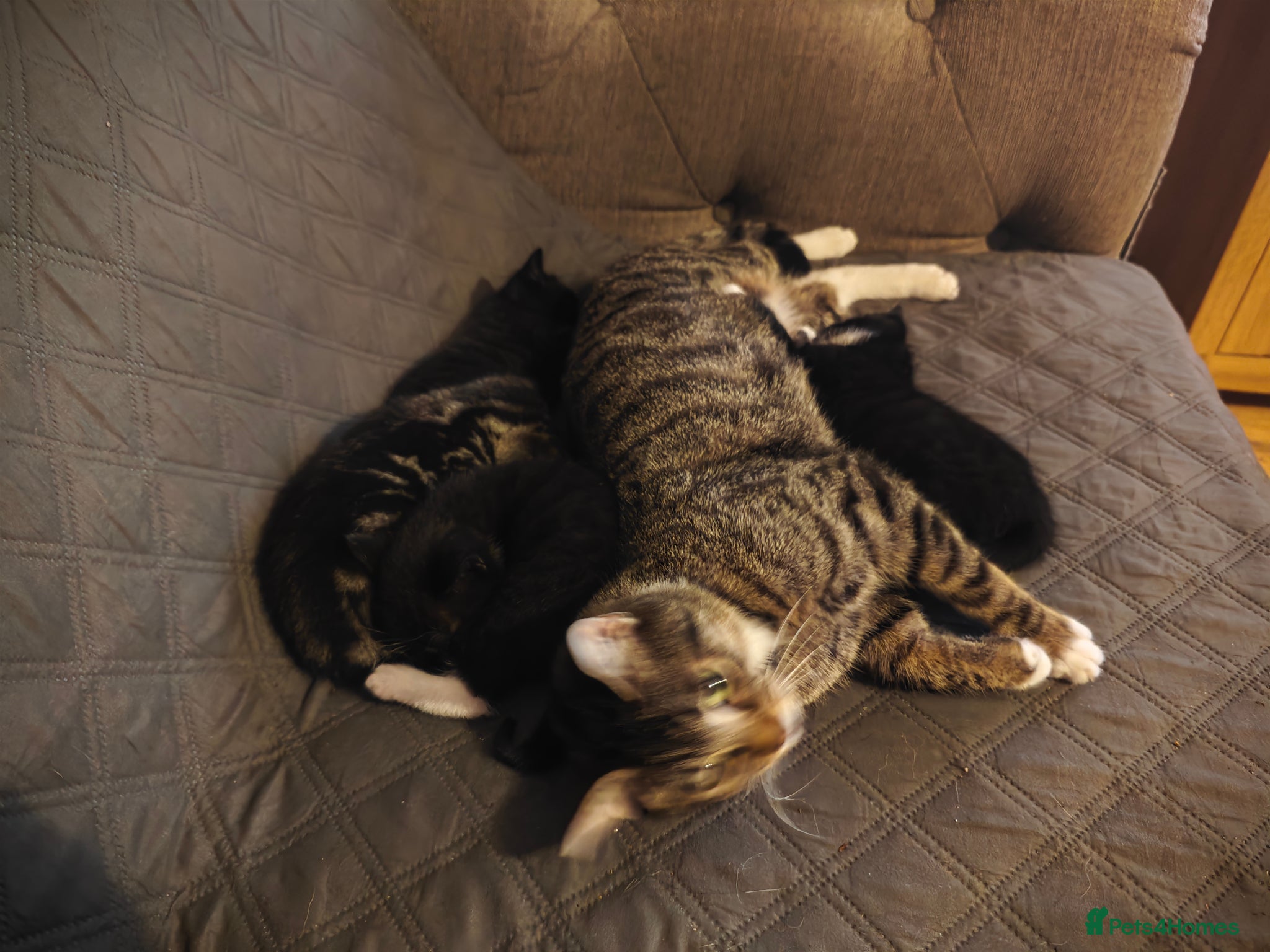 Mixed Breed cats for sale: kittens  - Advert 1