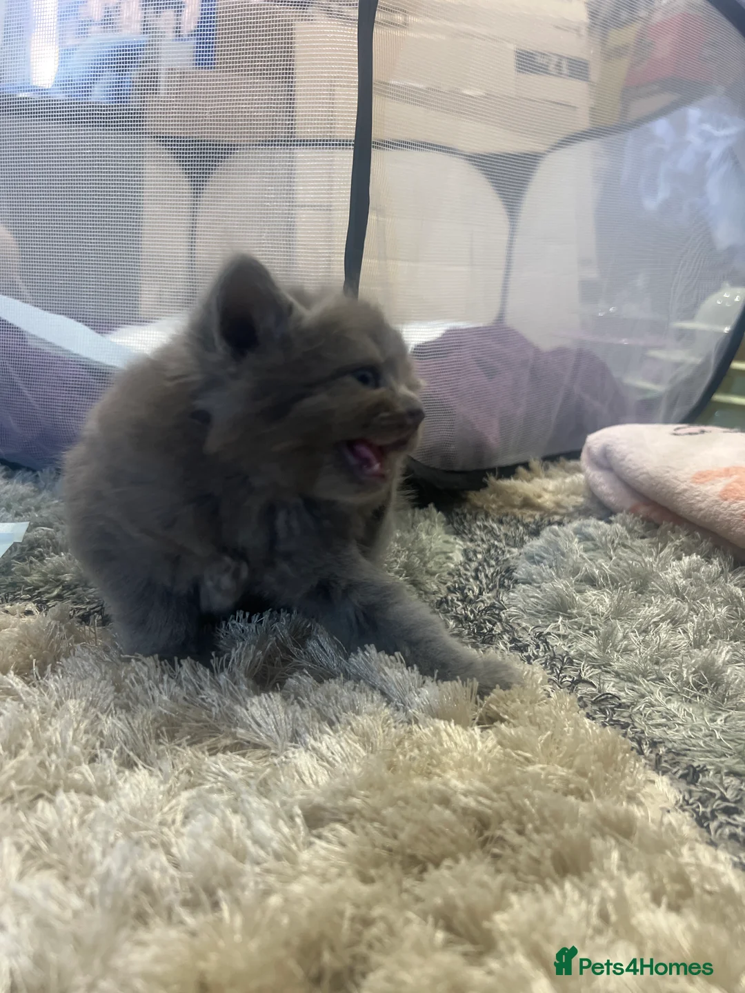Ragdoll cats for sale: Six beautiful Ragdoll and snowshoe kittens in Newport Pagnell - Advert 2