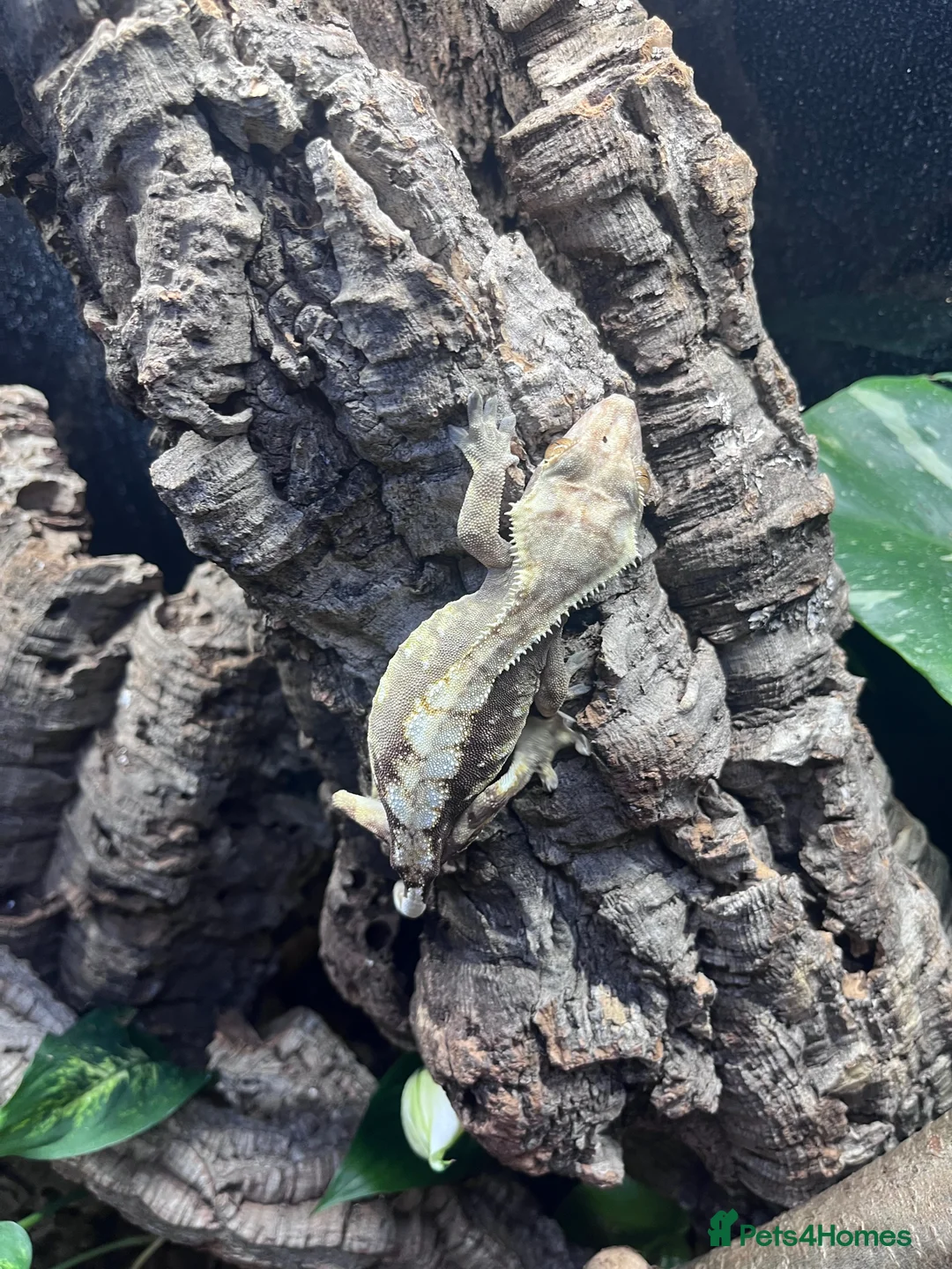 Gecko reptiles for sale: 3 and a half year old crested gecko  - Advert 3