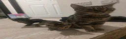 Mixed Breed cats for sale: 3 beautiful babies looking for forever homes - Advert 15