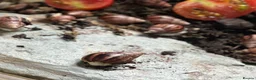 Snails invertebrates for sale: Baby Albino Tiger Stripe Giant African Land Snails - Advert 2