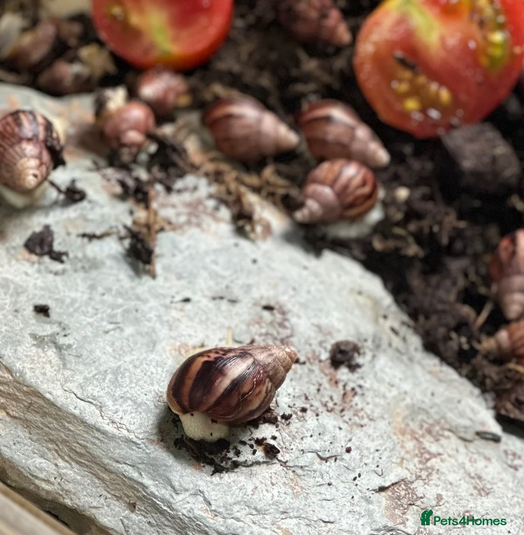 Snails invertebrates for sale: Baby Albino Tiger Stripe Giant African Land Snails - Advert 2