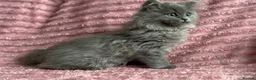 Mixed Breed cats for sale: Beautiful ragdoll x Persian kittens - Advert 3