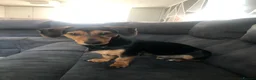 Jackshund dogs for sale: Dachshund x Jack Russell - Advert 8