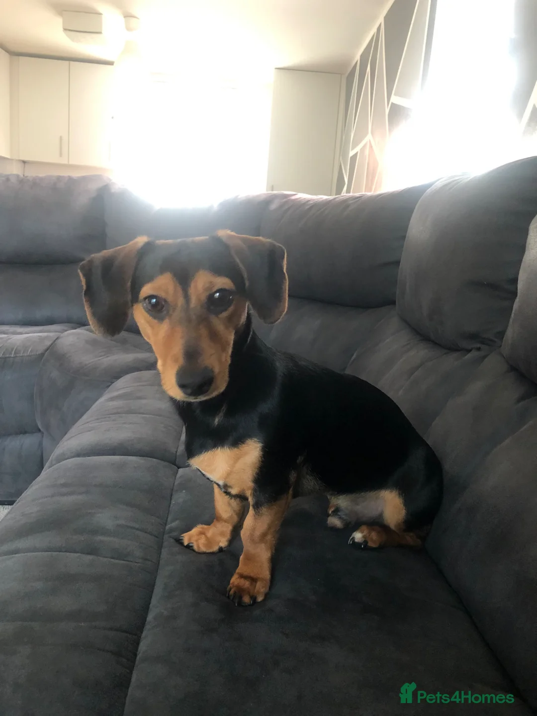 Jackshund dogs for sale: Dachshund x Jack Russell - Advert 8