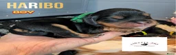 Cavalier King Charles Spaniel dogs for sale: KC Cavalier Pups - DNA, heart & eye tested parents - Advert 3