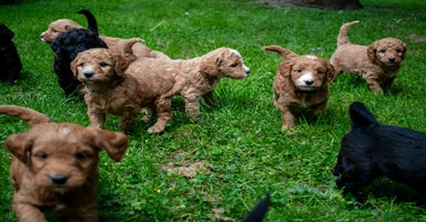 Mini Goldendoodle dogs - Advert 2