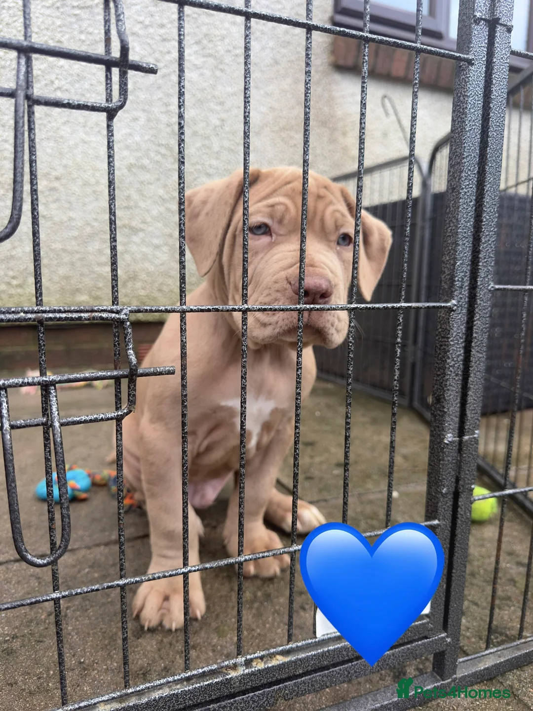 Mixed Breed dogs for sale: Presa X Neo puppies R2G! last available female  - Advert 12