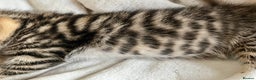 Bengal cats for sale:  Glittery Bengal X KittensWith Famous References!  - Advert 14