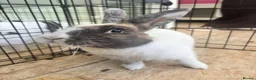 Harlequin rabbits for sale: Harliquin female rabbit for sale  - Advert 4