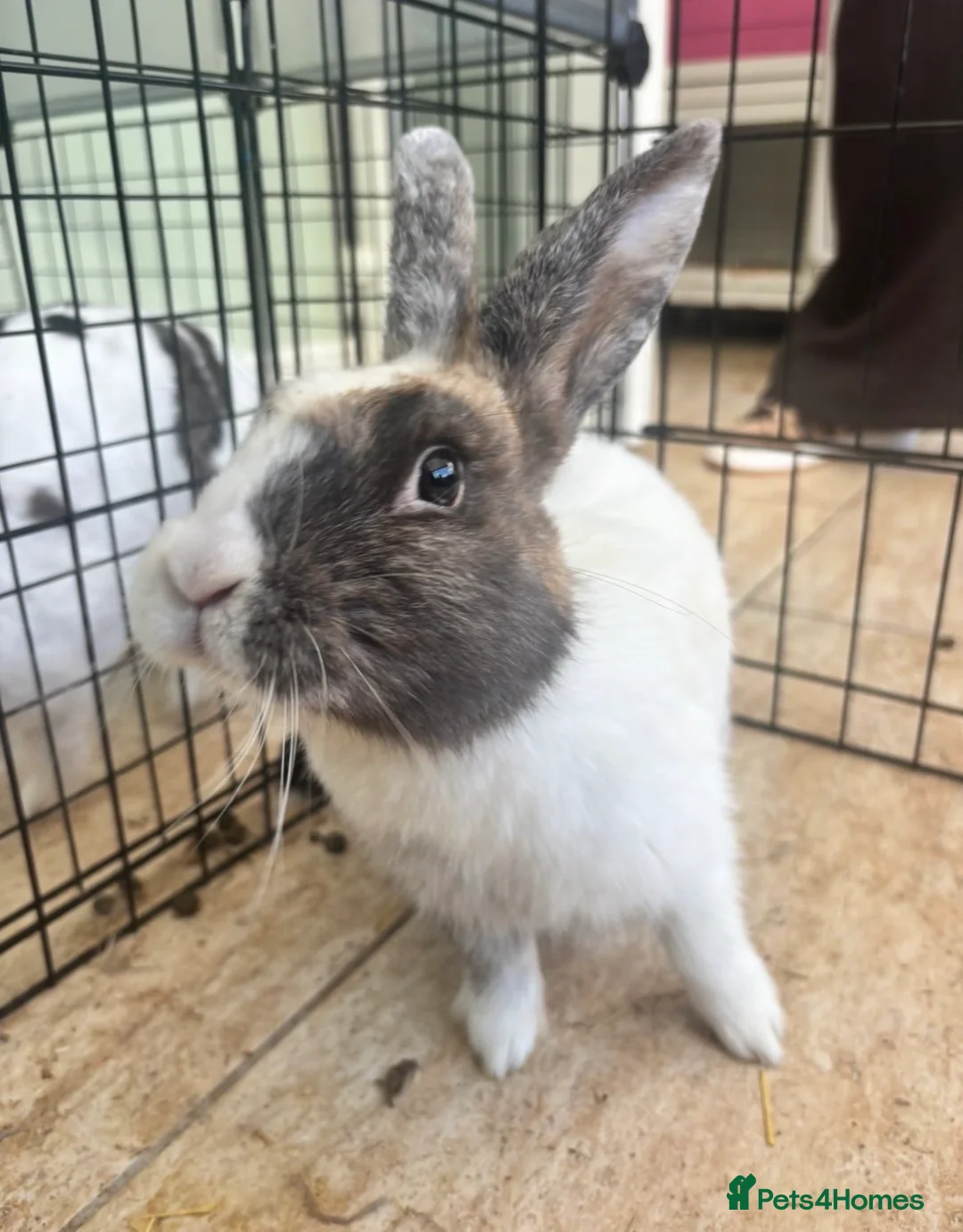 Harlequin rabbits for sale: Harliquin female rabbit for sale  - Advert 4