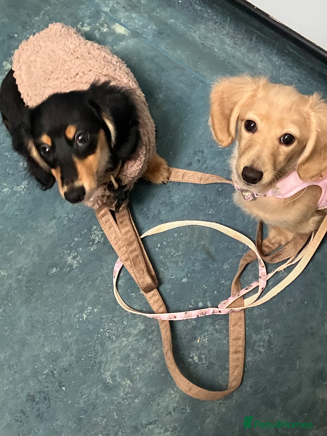 Miniature Dachshund dogs for sale: KC Reg Miniature Long Hair Dachshund  - Advert 2
