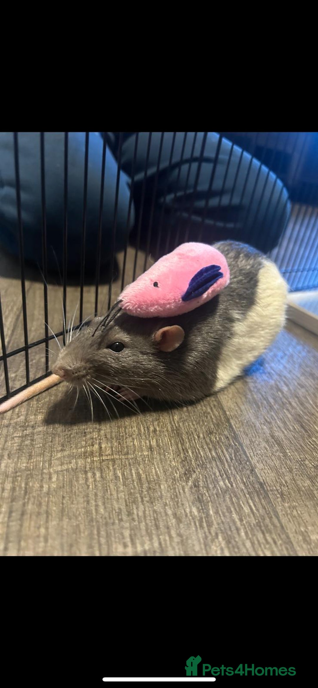 Rat rodents for sale: Brother rats - cuddly and cute - kid handled - Advert 12