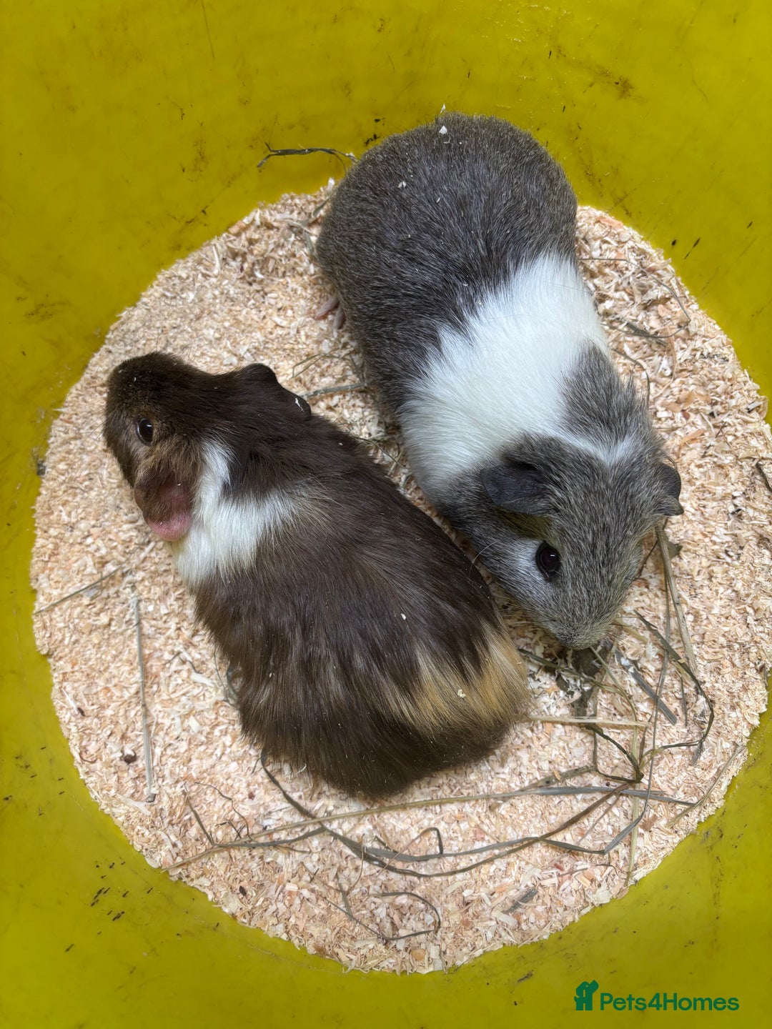 Guinea Pig rodents for sale: Beautiful baby male agouti guinea pigs  - Image 5
