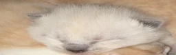 Ragdoll cats for sale: Ragdoll x  - Advert 1