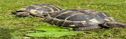 Tortoise reptiles for sale: Two hermans - Advert 5
