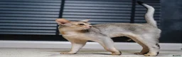 Abyssinian cats for sale: Silver Abyssinian Boy-READY NOW-Champion Line - Advert 17