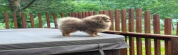 Pomeranian dogs for stud: Tiny KC lilac & tan stud  - Advert 2