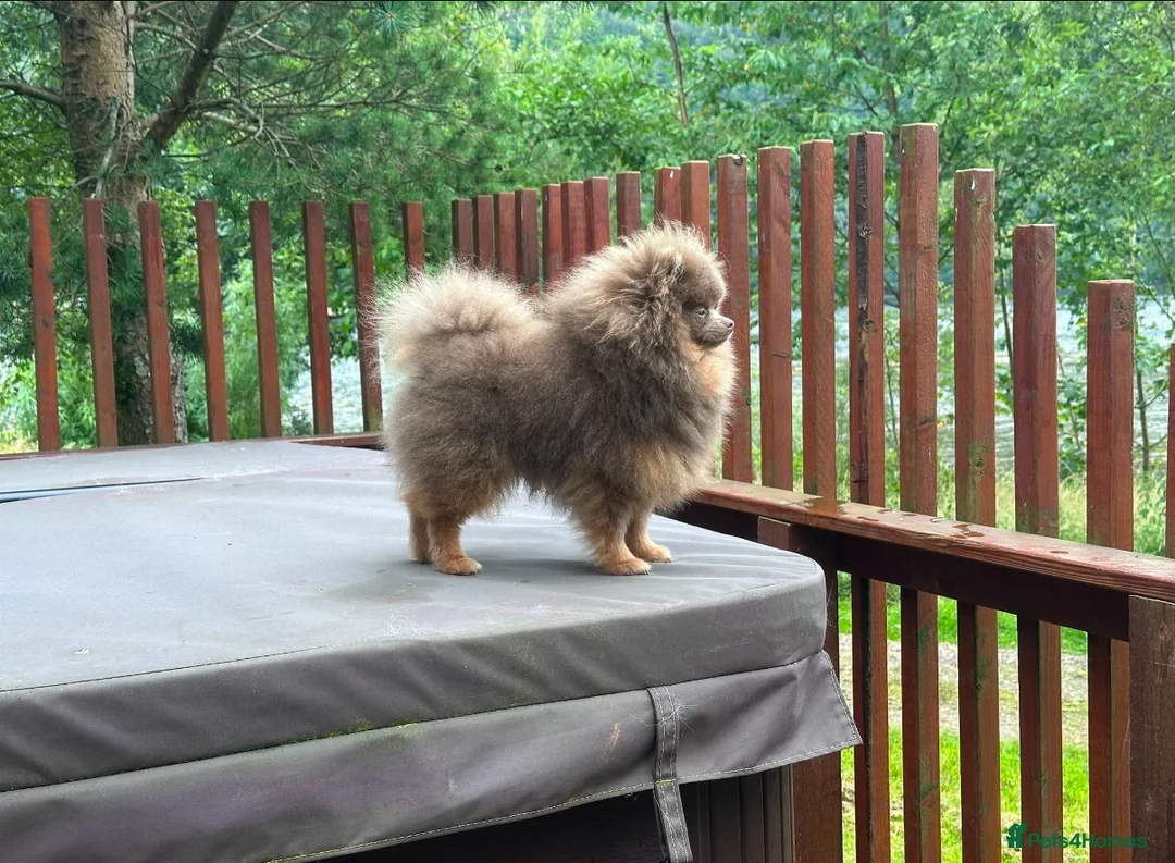 Pomeranian dogs for stud: Tiny KC lilac & tan stud  - Advert 2