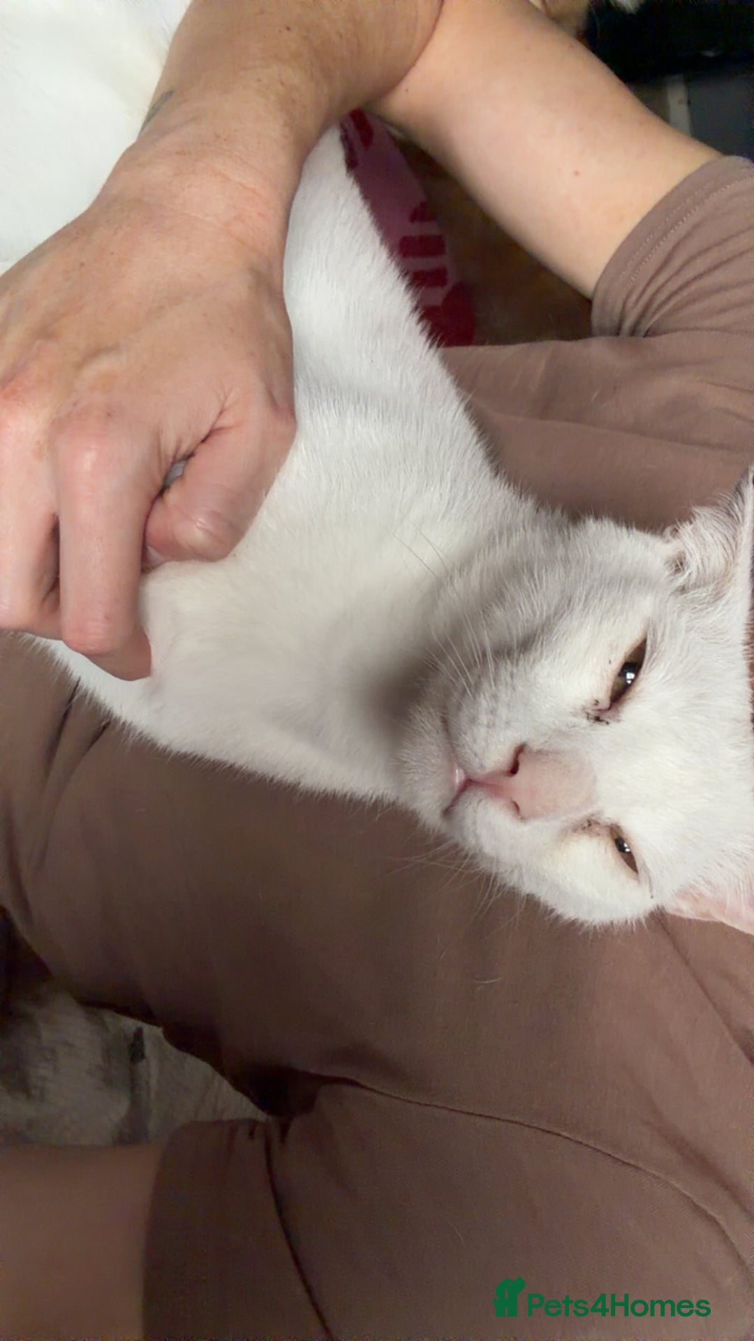 Arabian Mau cats for adoption: Toastie  - Advert 2