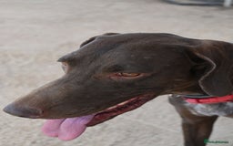 German Shorthaired Pointer dogs for adoption: Bobby is ready for his forever family!  - Image 8