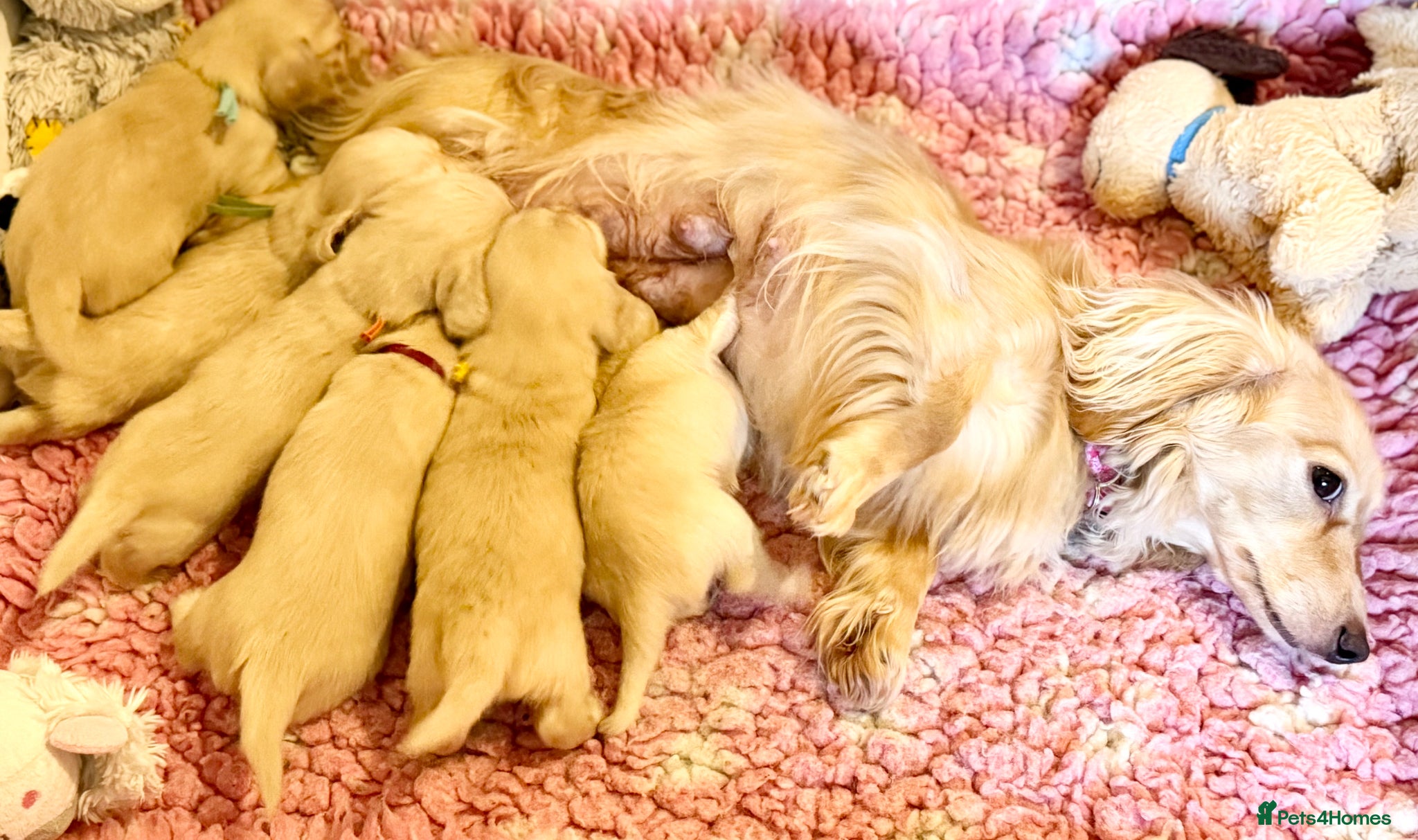 Miniature Dachshund dogs Cream long haired kc miniature dachshunds  - Advert 2