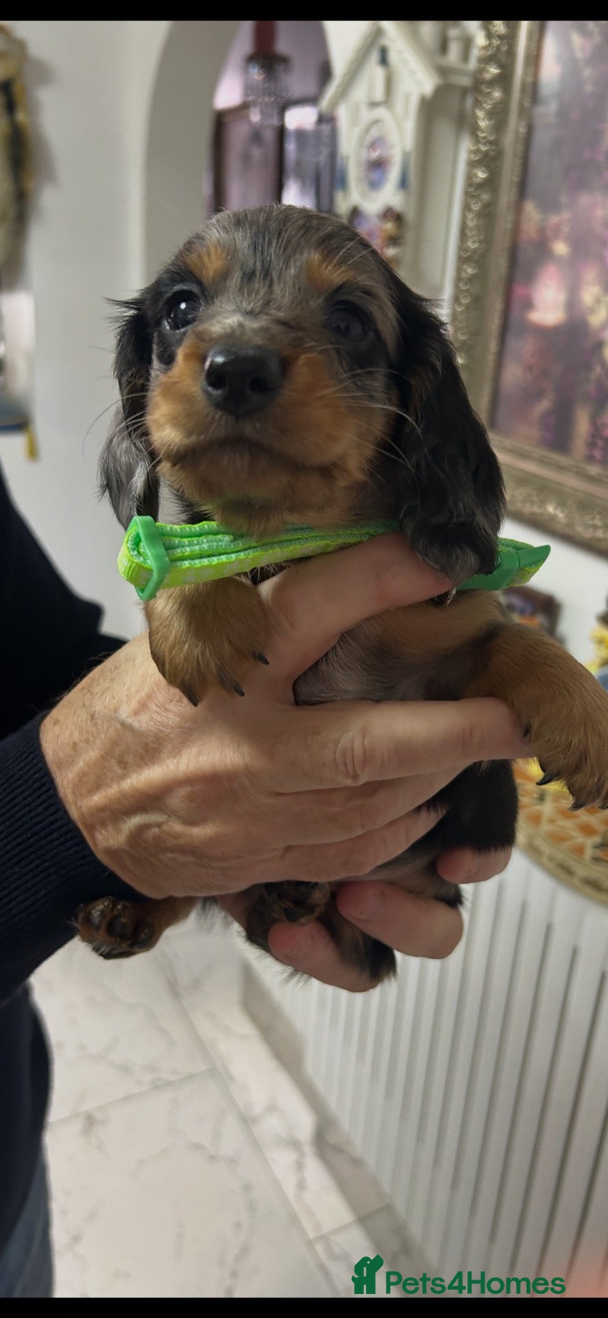 Miniature Dachshund dogs for sale: BEAUTIFUL MINIATURE DACHSHUND PUPPIES - Advert 1