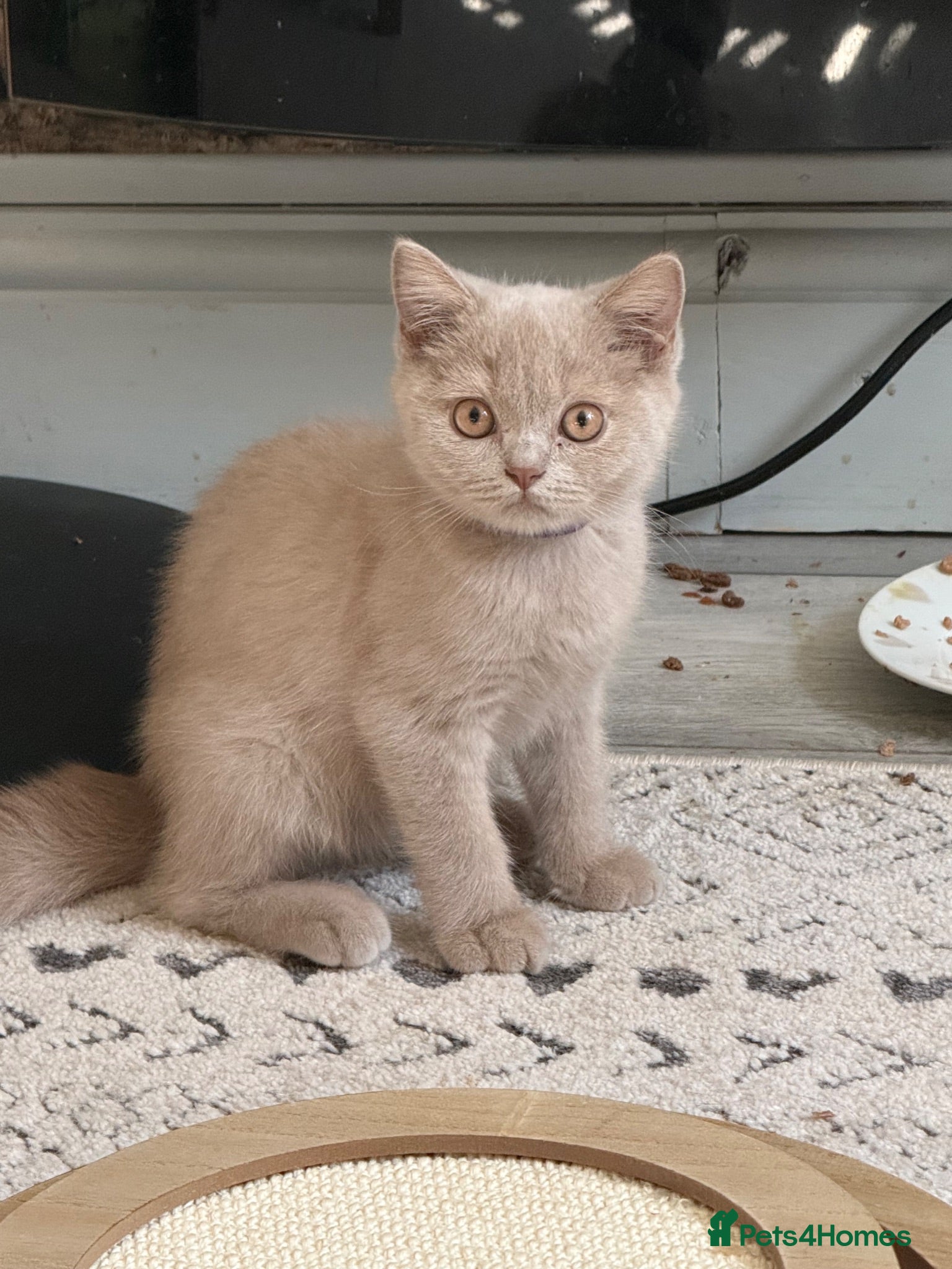 British Shorthair cats 🐾TICA REG BEAUTIFUL BSH 🐾   - Advert 2