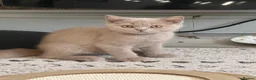 British Shorthair cats for sale: 🐾BEAUTIFUL BSH 2 LEFT READY TO GO🐾   - Advert 18