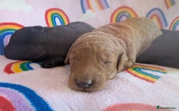 Miniature Poodle dogs for sale: Stunning Red & Phantom Miniature/Moyen Poodles - Image 7