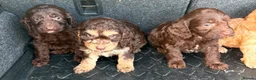 Cockapoo dogs for sale: Cockerpoo puppies  in Peterborough - Advert 4