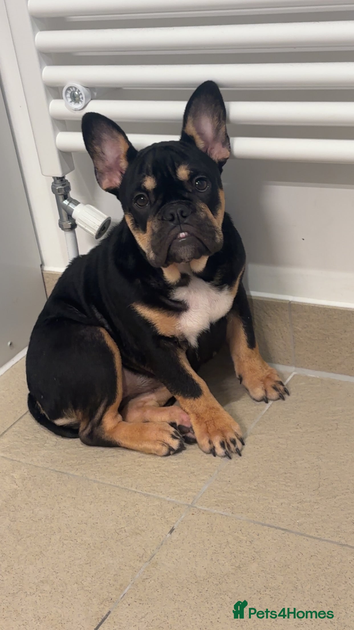 French Bulldog dogs Female frenchie puppy  - Advert 15