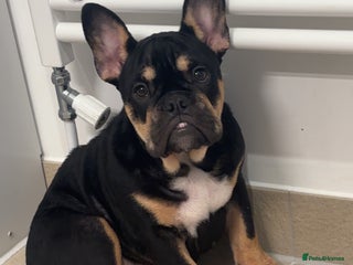 French Bulldog dogs Female frenchie puppy - Advert 2