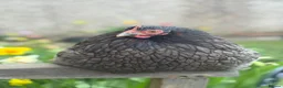 Chickens poultry for sale: Hatching eggs Pekin bantams & silkie  - Advert 10