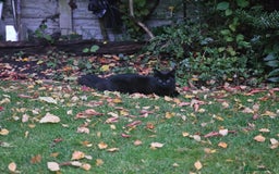 Maine Coon cats for sale: *URGENT HOME * GORGEOUS MAINCOON PRINCE - Image 1