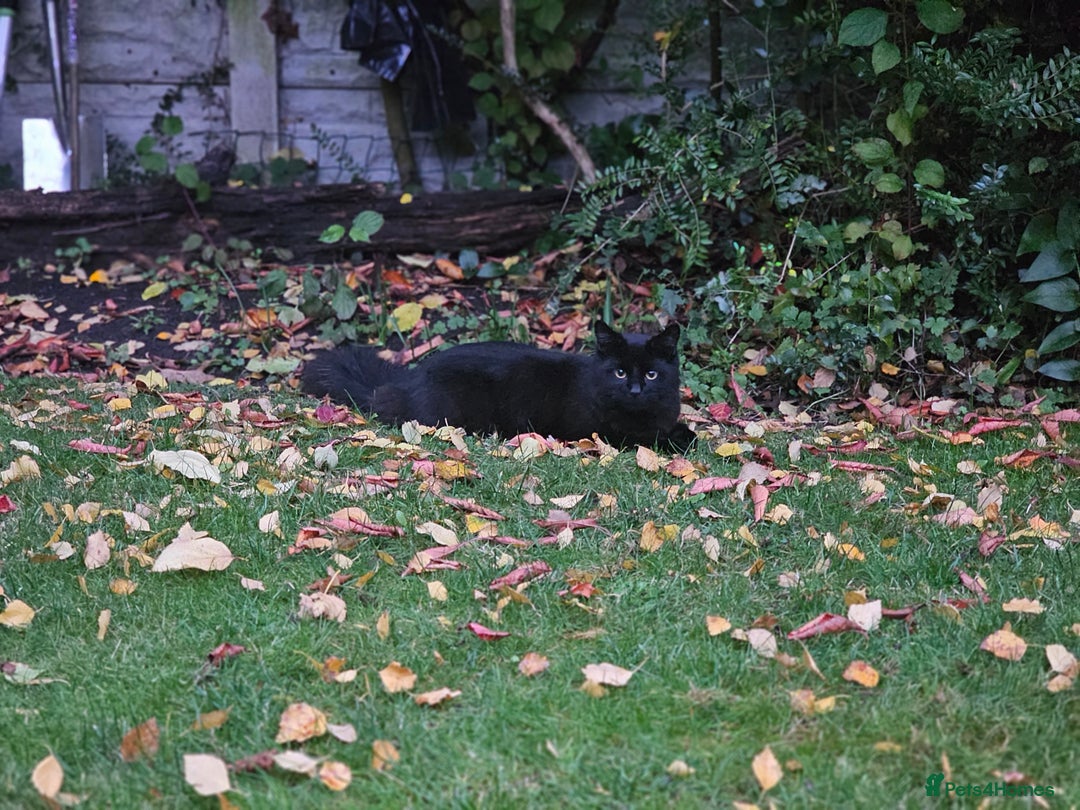 Maine Coon cats for sale: *URGENT HOME * GORGEOUS MAINCOON PRINCE - Image 1