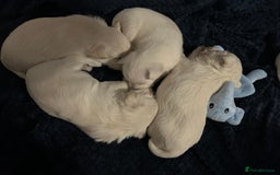 West Highland Terrier dogs for sale: Gorgeous West Highland White (Westie) Puppies - Image 25